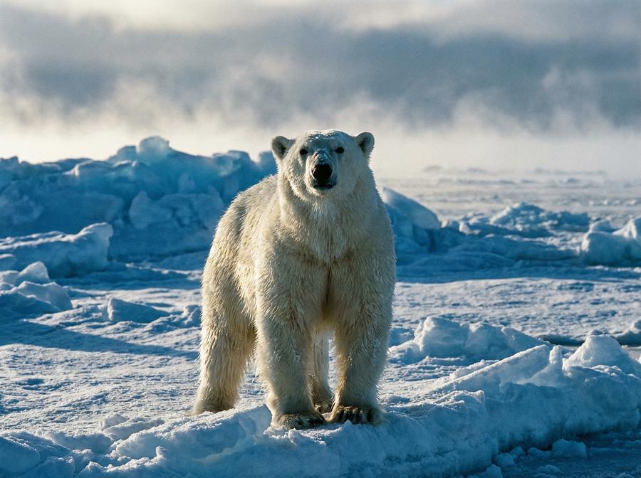 四虎北极熊视频演示 北极熊冰原生存挑战