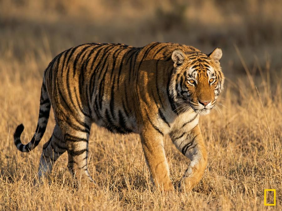 四虎获奖视频 WWF生态保护贡献奖 老虎保护纪录片